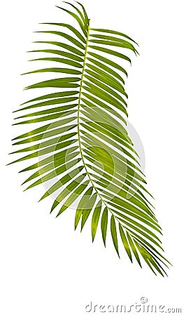 green palm leaf isolated on white background with clipping path Stock Photo