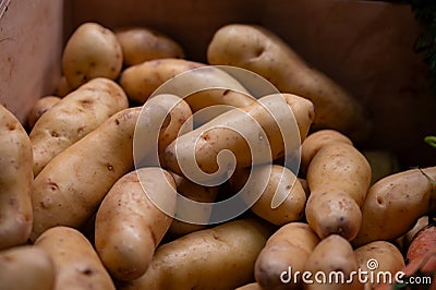 Ratte potato, La Ratte, La Reine Ratte du Touquet, or Asparges small potato with unique nutty flavor and smooth, buttery texture Stock Photo