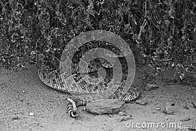 Rattle Snake Coiled Under Bush Stock Photo