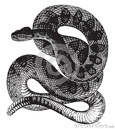Rattle Snake, vintage illustration Vector Illustration