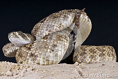 Rattlesnake Stock Photo