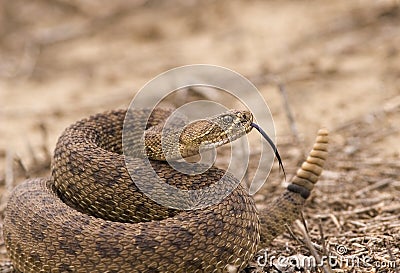 Rattlesnake Stock Photo