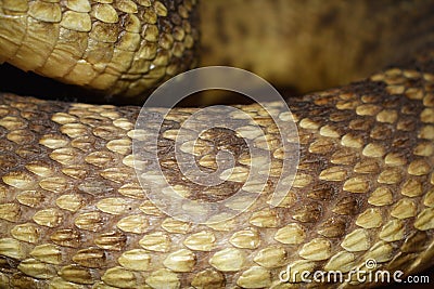 Rattlesnake backdrop Stock Photo