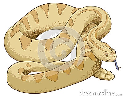 Rattlesnake brown in white background Stock Photo