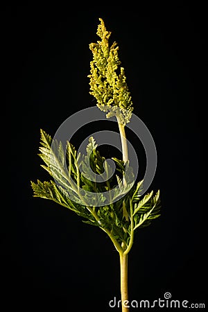 Rattlesnake Fern on Black Stock Photo