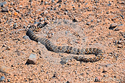 Rattlesnake Great Basin Midget Faded, Crotalus lutosus, dead West Lake Mountain. Baby, venomous toxic pit viper. Utah Stock Photo