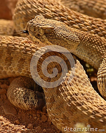 Rattlesnake Showing Fork Of Tongue Stock Photo