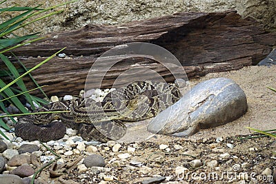 Rattlesnakes Intertwined on the Ground Stock Photo