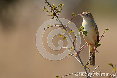 Rattling Cisticola (Cisticola chiniana) Stock Photo