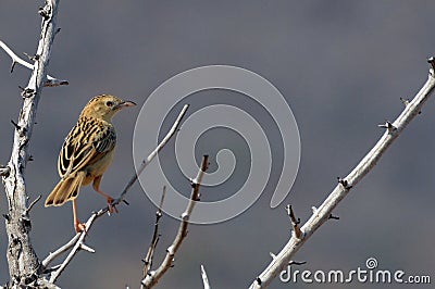 Rattling Cisticola (Cisticola chiniana) Stock Photo