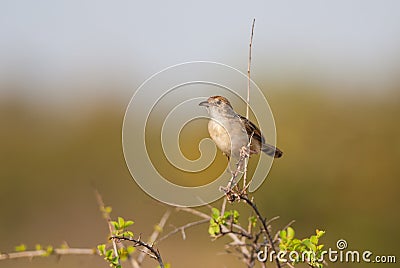 Rattling Cisticola Stock Photo