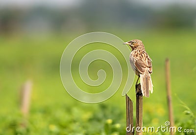 Rattling Cisticola Stock Photo