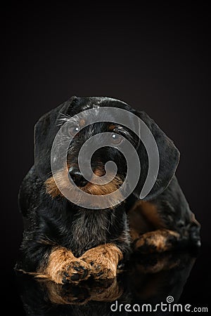 Lovely dachshund on black background Stock Photo
