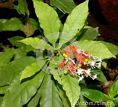 Rauvolfia serpentina,Indian snakeroot, Devil pepper Stock Photo
