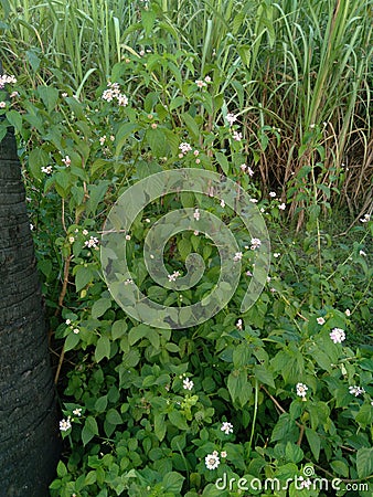 Rauwolfia serpentina/Sarpgandha : a medicinal plant Stock Photo