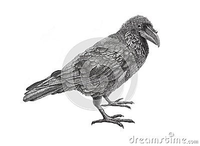 Raven Stock Photo