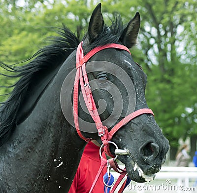 Raven akhal-teke stallion Burkhan-Pasha Stock Photo