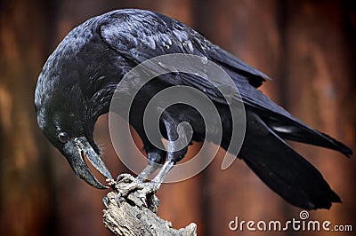 Raven Stock Photo