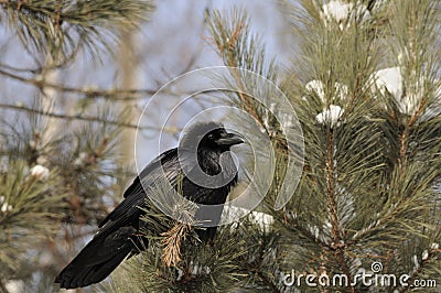 Raven bird Stock Photos. Raven bird close-up profile view perched with snow on pine tree Stock Photo
