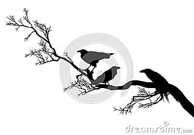 Raven birds on tree branch silhouette design Vector Illustration