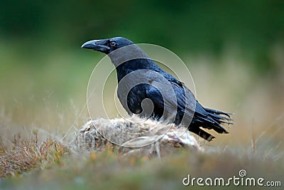 Raven, black bird with dead hare on the road, animal behavior in nature habitat, dark green forest in the background. Wildlife Stock Photo