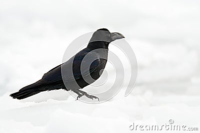 Raven, black bird sitting on the snow ice during winter, nature Stock Photo