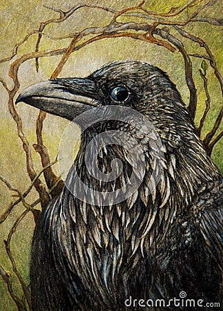 Raven or black crow Stock Photo
