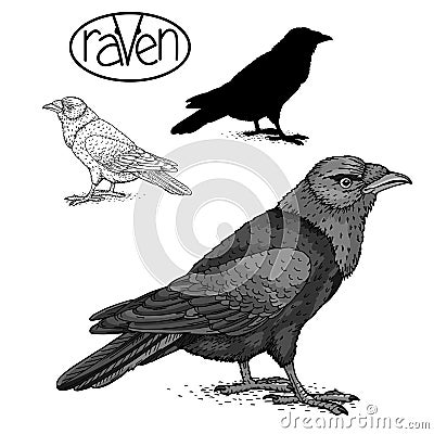 Raven black silhouette set Vector Illustration