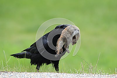 Raven with captured Columbia Ground Squirrel Canada Stock Photo