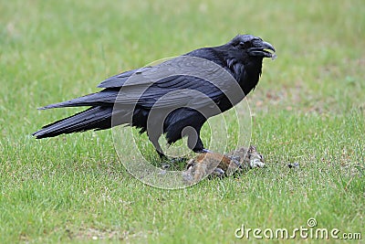 Raven with captured Columbia Ground Squirrel Canada Stock Photo