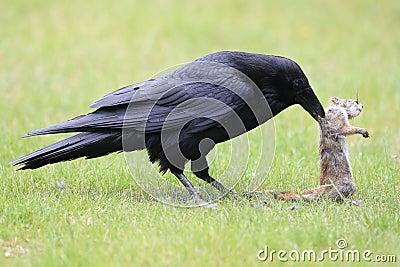 Raven with captured Columbia Ground Squirrel Canada Stock Photo