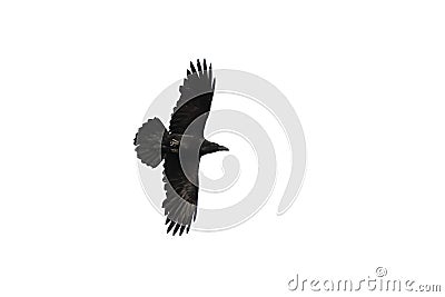 A Raven, Common Raven in flight against a white background. Stock Photo