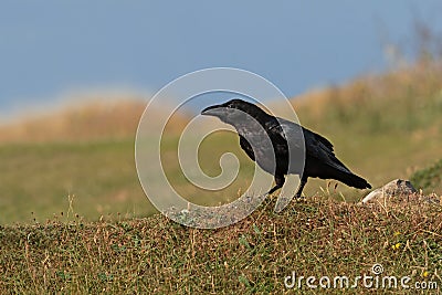 A Common Raven perched on a sea cliff. Dorset, UK Stock Photo