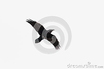 A Raven, Common Raven in flight against a white background. Stock Photo