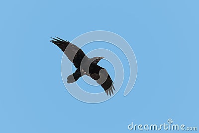 A Common Raven in flight against blue sky. Stock Photo