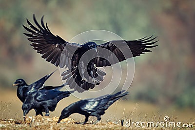 Raven Corvus corax in flight Stock Photo