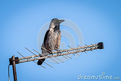 Raven or corvus corax standing on old TV antenna Stock Photo