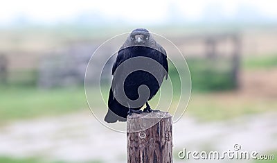 Raven crow black birds in a cold day at The Netherlands, Europe. Stock Photo