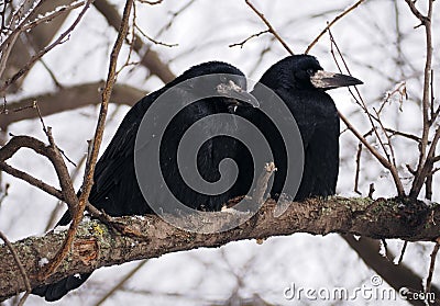 Raven and crow sitting at brach close-up Stock Photo