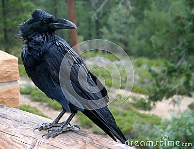 Raven on the fence Stock Photo