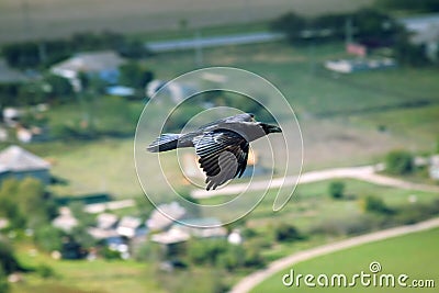 Raven flies over their possessions Stock Photo