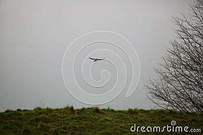 Raven in flight over Avebury Stock Photo