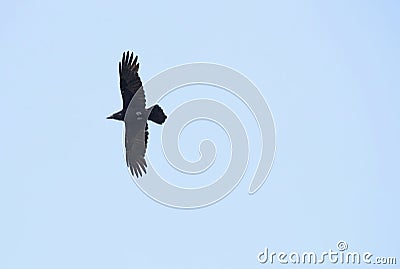 Raven Flight Silhouette Stock Photo