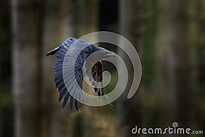 Raven in flight, Sweden. Bird in the green forest habitat. Wildlife scene from nature. Black bird raven in fly, animal behaviour. Stock Photo