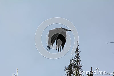 Raven in Flight Yellowknife Stock Photo