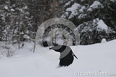 Raven Flyby Stock Photo