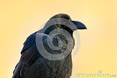 Raven in the green grass. Feeding scene from nature. Black bird from Germany. Bird with food. Meadow with raven. Wildlife scene wi Stock Photo