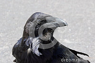 Raven Stock Photo