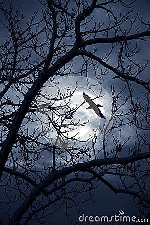 Raven midnight Stock Photo