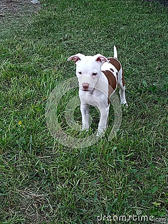 Raven 3 month american rednose frenchie Stock Photo